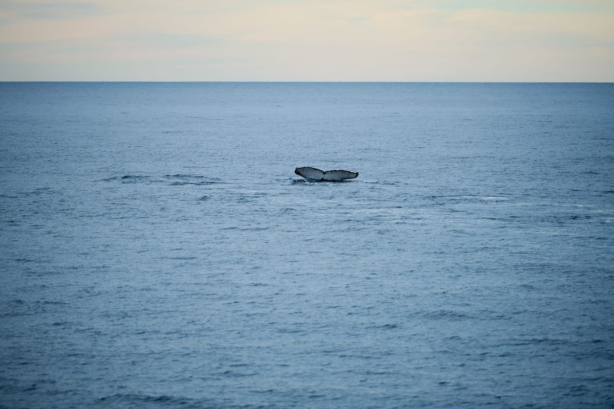 Whale Watching in Jervis Bay, NSW