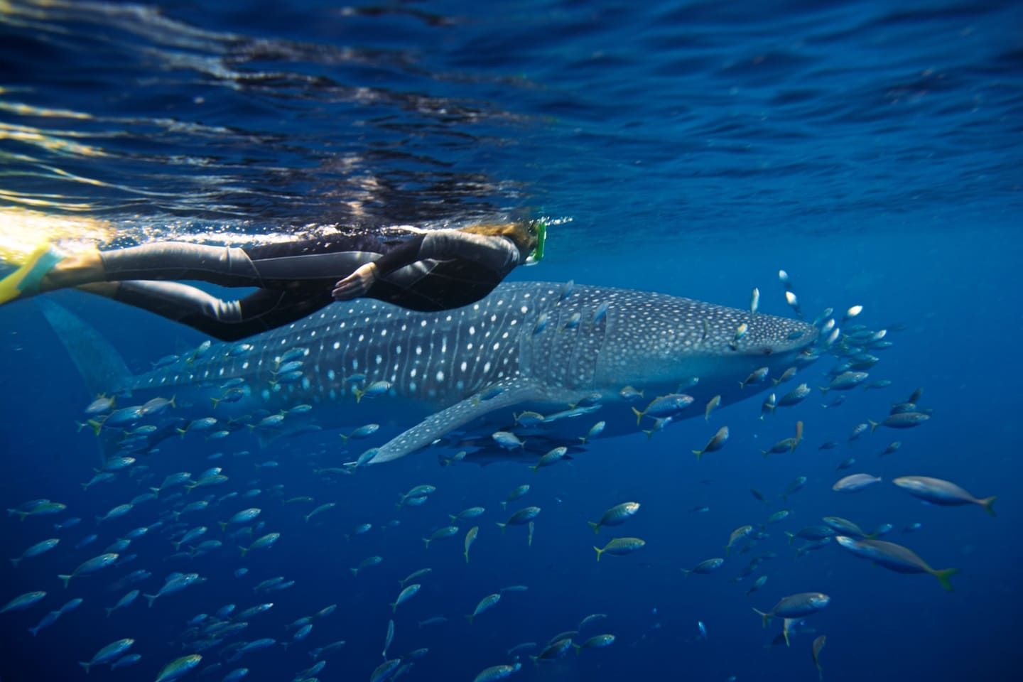 Whale Shark Season in Exmouth: Swim With Giants On Your Road Trip