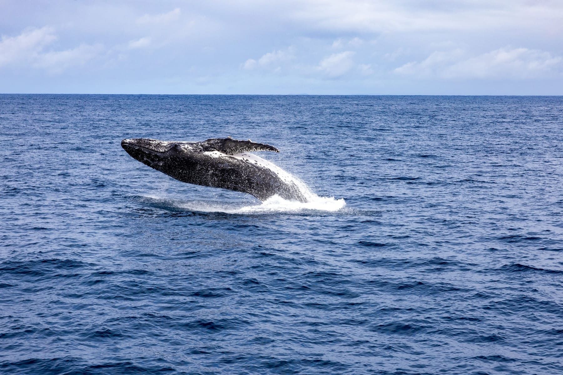 Whale Watching Hotspots on Australia's East Coast (July–October)