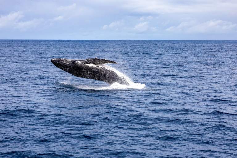 Whale Watching Hotspots on Australia's East Coast (July–October)